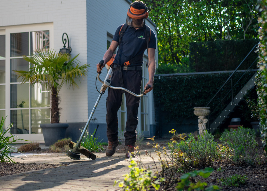 garden staging vegetation