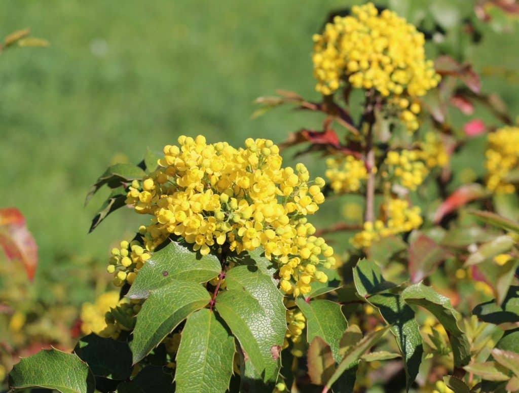 mahonia exotique